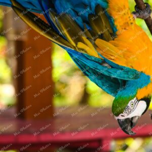 Macau Parrot Gold And Blue At Ardastra Gardens Wildlife Conservation Center Zoo In Nassau New Providence The Bahamas 3