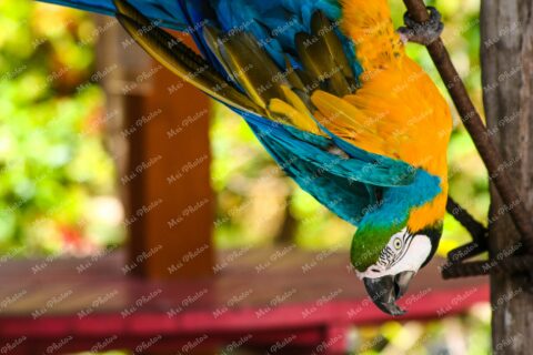Macau Parrot Gold And Blue At Ardastra Gardens Wildlife Conservation Center Zoo In Nassau New Providence The Bahamas 3