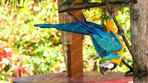 Macau Parrot Gold And Blue At Ardastra Gardens Wildlife Conservation Center Zoo In Nassau New Providence The Bahamas 4