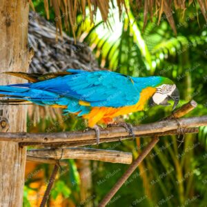 Macau Parrot Gold And Blue At Ardastra Gardens Wildlife Conservation Center Zoo In Nassau New Providence The Bahamas 5
