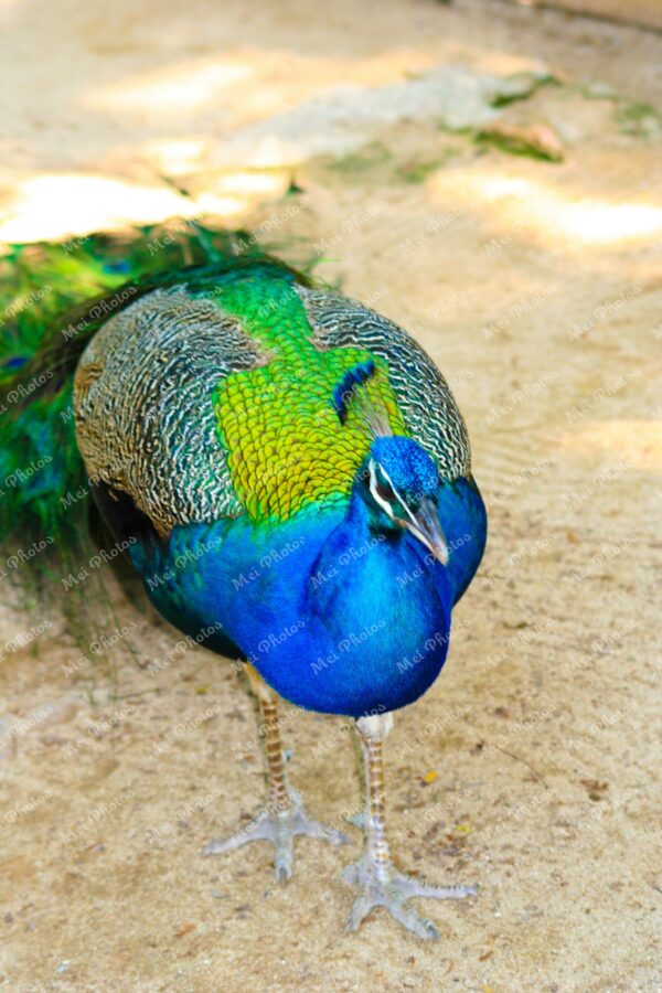 Wild Male Blue Peacock At Ardastra Gardens Wildlife Conservation Center Zoo In Nassau New Providence The Bahamas 7