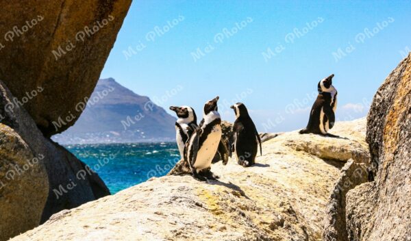 Penguins On Boulders At Beach In Cape Town South Africa 100