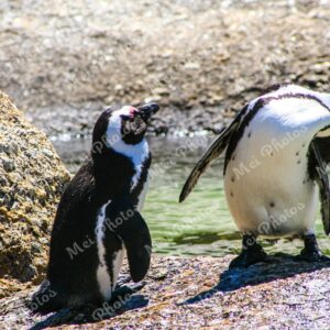 Penguins On Boulders At Beach In Cape Town South Africa 101