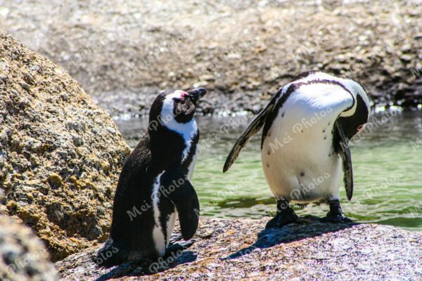 Penguins On Boulders At Beach In Cape Town South Africa 101