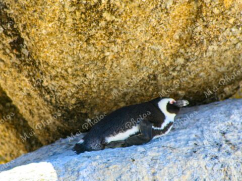 Penguins On Boulders At Beach In Cape Town South Africa 102