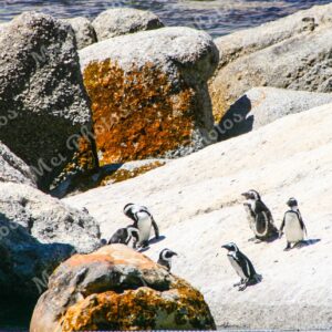 Penguins On Boulders At Beach In Cape Town South Africa 103