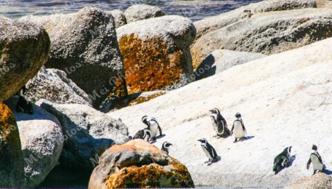 Penguins On Boulders At Beach In Cape Town South Africa 103