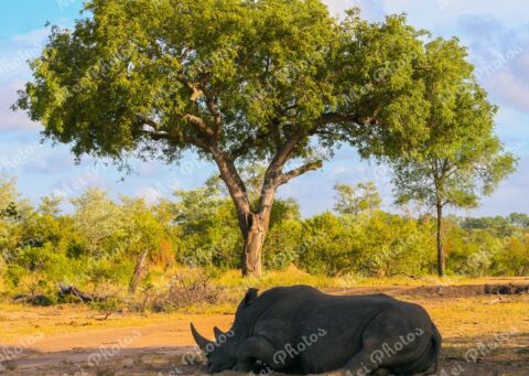 Rhino wildlife on safari in Sabi Sands Game Reserve South Africa 59