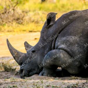 Rhino wildlife on safari in Sabi Sands Game Reserve South Africa 60