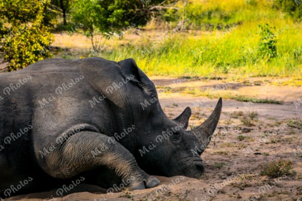 Rhino wildlife on safari in Sabi Sands Game Reserve South Africa 61