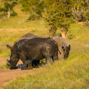 Rhinos wildlife on safari in Sabi Sands Game Reserve South Africa