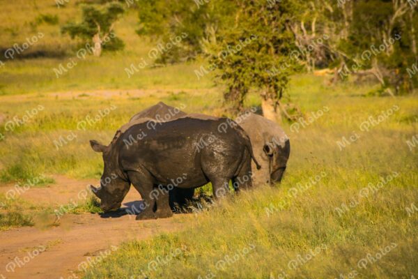 Rhinos wildlife on safari in Sabi Sands Game Reserve South Africa