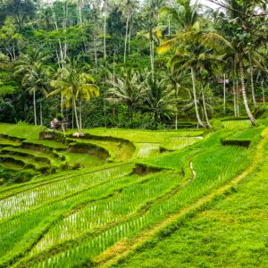 Green Rice Fields Terrace in Ubud Bali