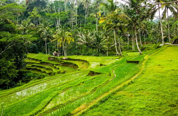 Green Rice Fields Terrace in Ubud Bali