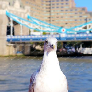Seagull at Westminster bridge with red bus London bridge at Thames River London UK 18
