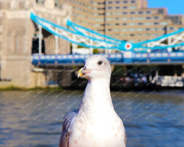 Seagull at Westminster bridge with red bus London bridge at Thames River London UK 19