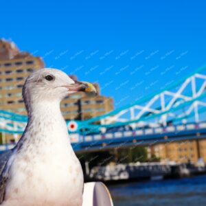 Seagull at Westminster bridge with red bus London bridge at Thames River London UK 21