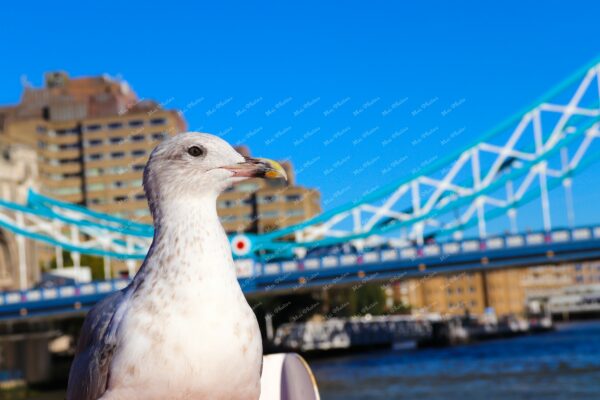 Seagull at Westminster bridge with red bus London bridge at Thames River London UK 21