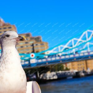 Seagull at Westminster bridge with red bus London bridge at Thames River London UK 22