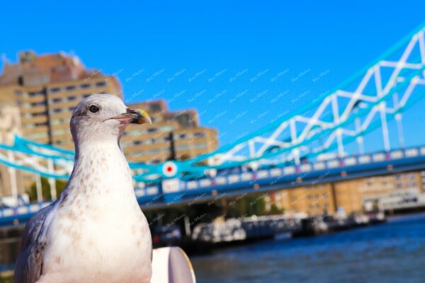 Seagull at Westminster bridge with red bus London bridge at Thames River London UK 22