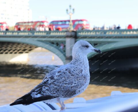 Seagull at Westminster bridge with red bus London bridge at Thames River London UK