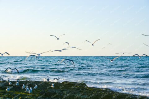 Seagulls flying above rocky beach in Nassau New Providence The Bahamas 35