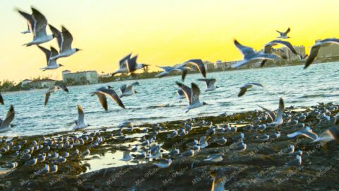 Seagulls flying above rocky beach in Nassau New Providence The Bahamas 36