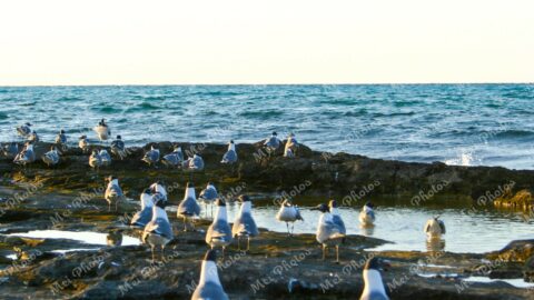 Seagulls on rocky beach in Nassau New Providence The Bahamas 34