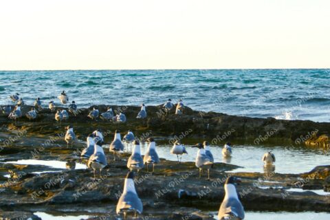 Seagulls on rocky beach in Nassau New Providence The Bahamas 34