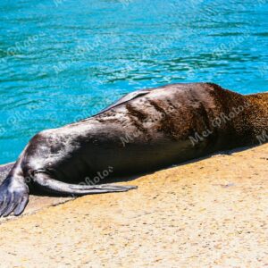 Seal at Kalk Bay in Cape Town South Africa 99