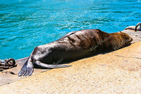 Seal at Kalk Bay in Cape Town South Africa 99