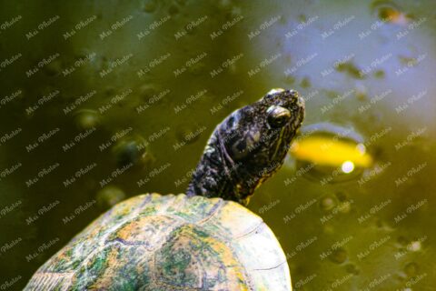 Turtle at Ardastra Gardens Wildlife Conservation Center Zoo In Nassau New Providence The Bahamas 27
