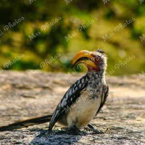 Yellow Hornbill bird wildlife on safari at Sabi Sands Game Reserve South Africa 65