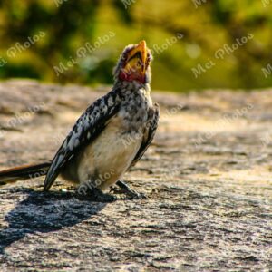 Yellow Hornbill bird wildlife on safari at Sabi Sands Game Reserve South Africa 66