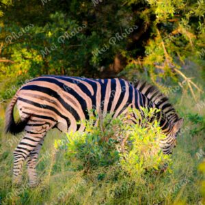 Zebras wildlife on safari at Sabi Sands Game Reserve South Africa 54
