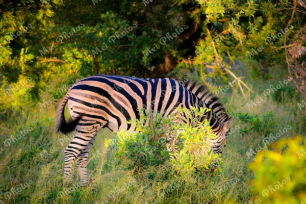 Zebras wildlife on safari at Sabi Sands Game Reserve South Africa 54