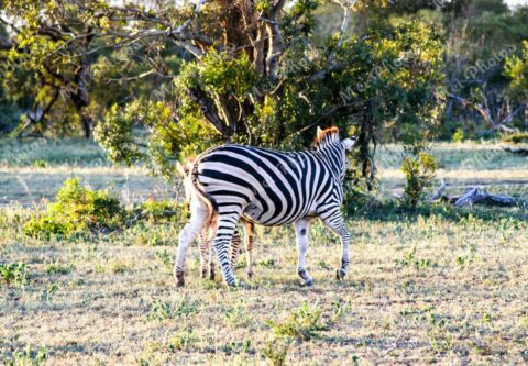 Zebra wildlife on safari at Sabi Sands Game Reserve South Africa 84