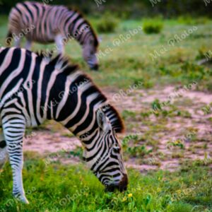 Zebras wildlife on safari at Sabi Sands Game Reserve South Africa