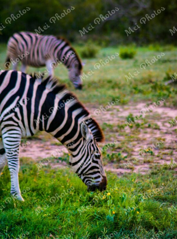 Zebras wildlife on safari at Sabi Sands Game Reserve South Africa