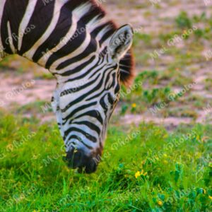 Zebra wildlife on safari at Sabi Sands Game Reserve South Africa 85