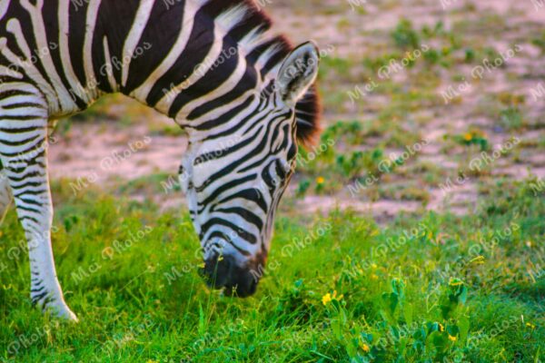 Zebra wildlife on safari at Sabi Sands Game Reserve South Africa 85