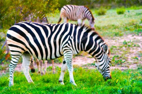 Zebra wildlife on safari at Sabi Sands Game Reserve South Africa 86